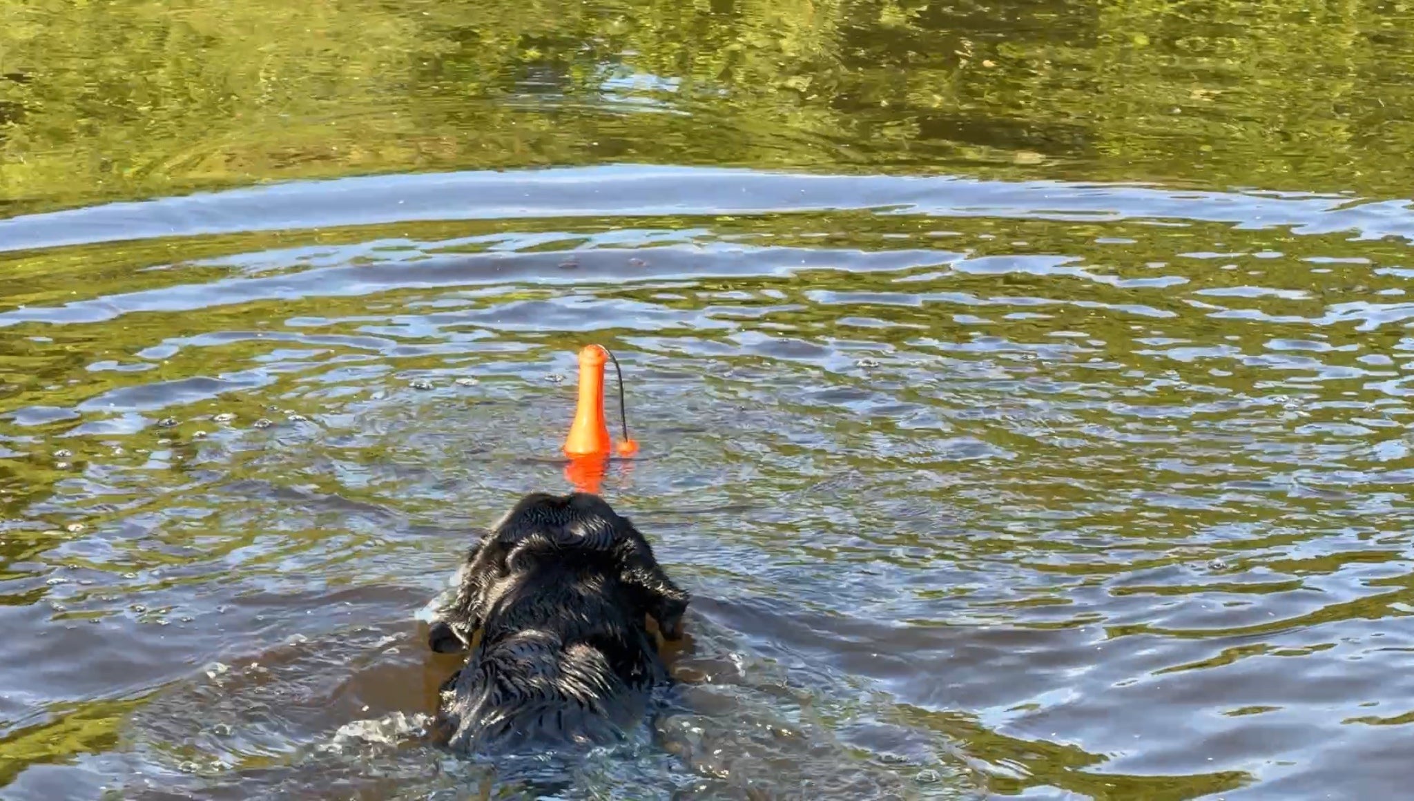 Dog Comets Bobber Green product photo