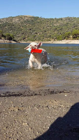 Chuckit! Amphibious Bumper — Size: S