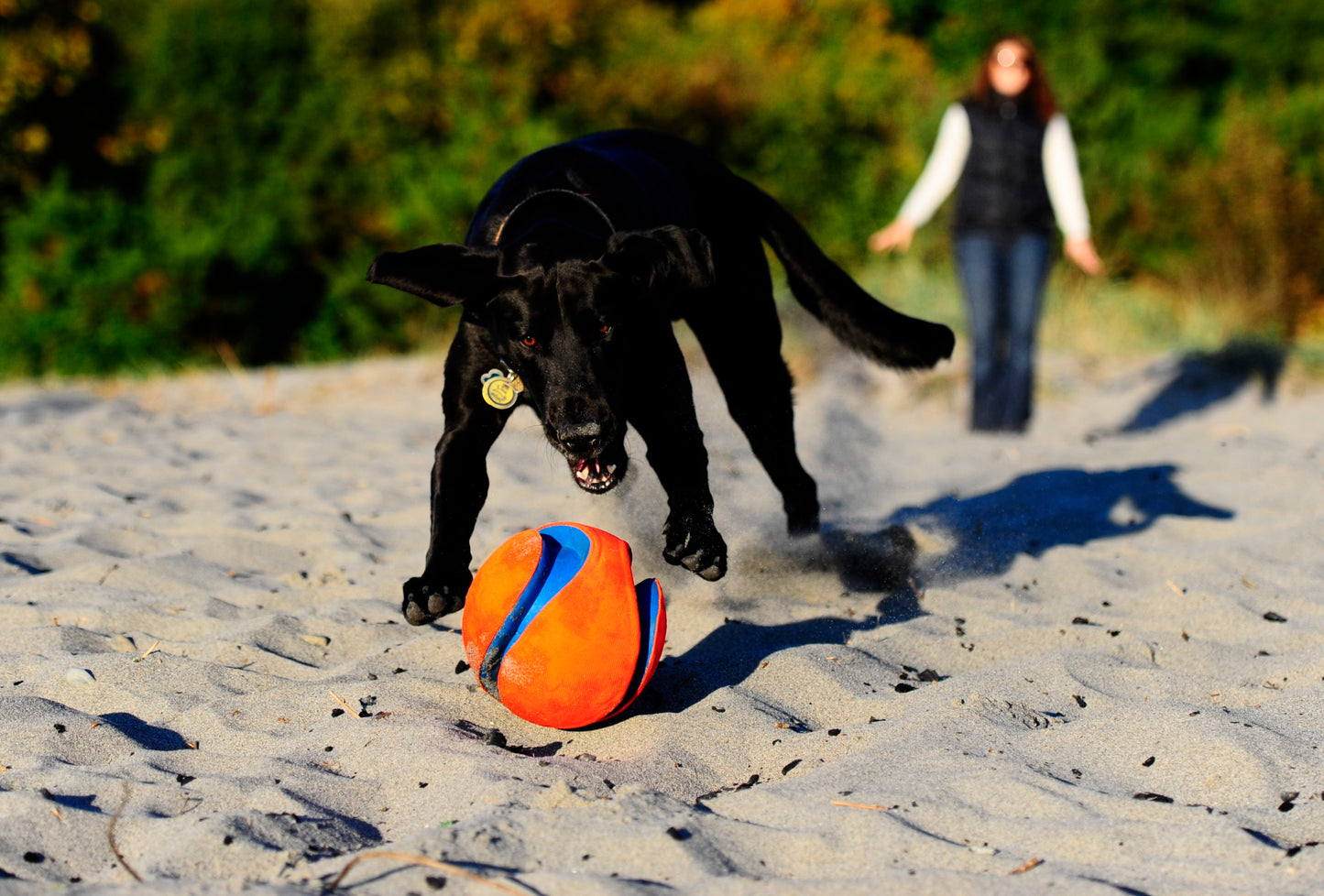 Chuckit! Kick Fetch Dog L product photo
