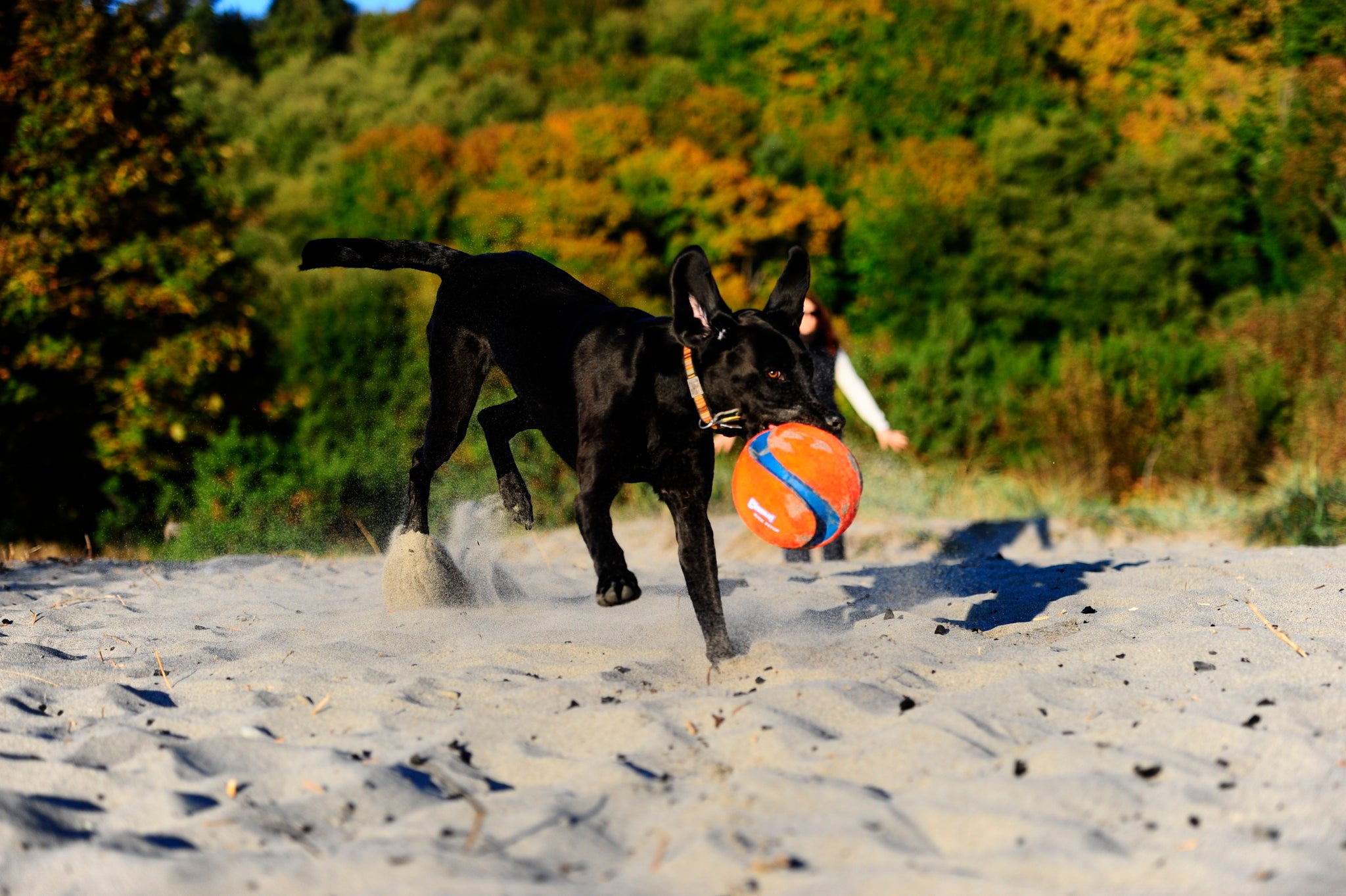 Chuckit! Kick Fetch Dog L product photo