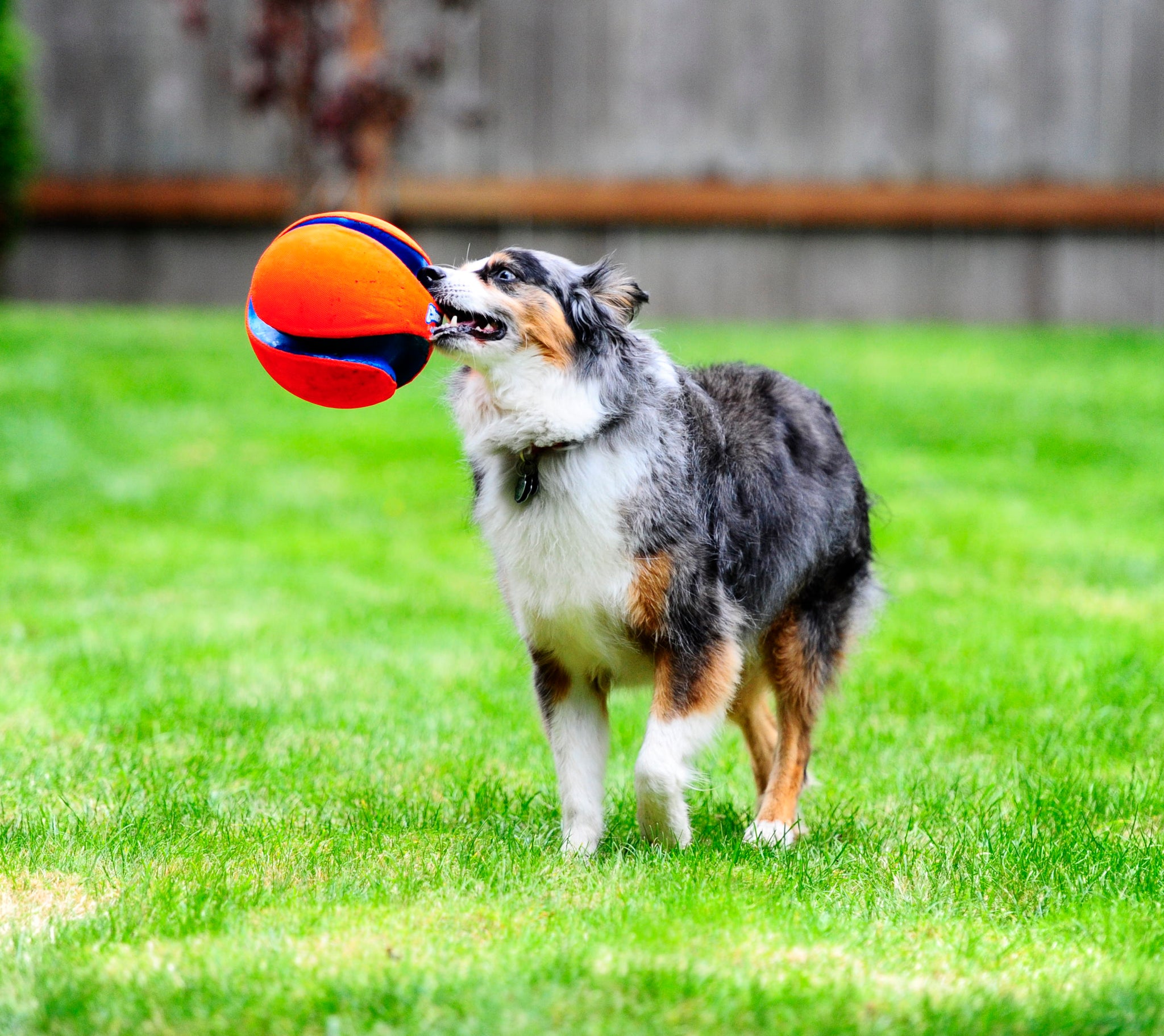 Chuckit! Kick Fetch Dog L product photo