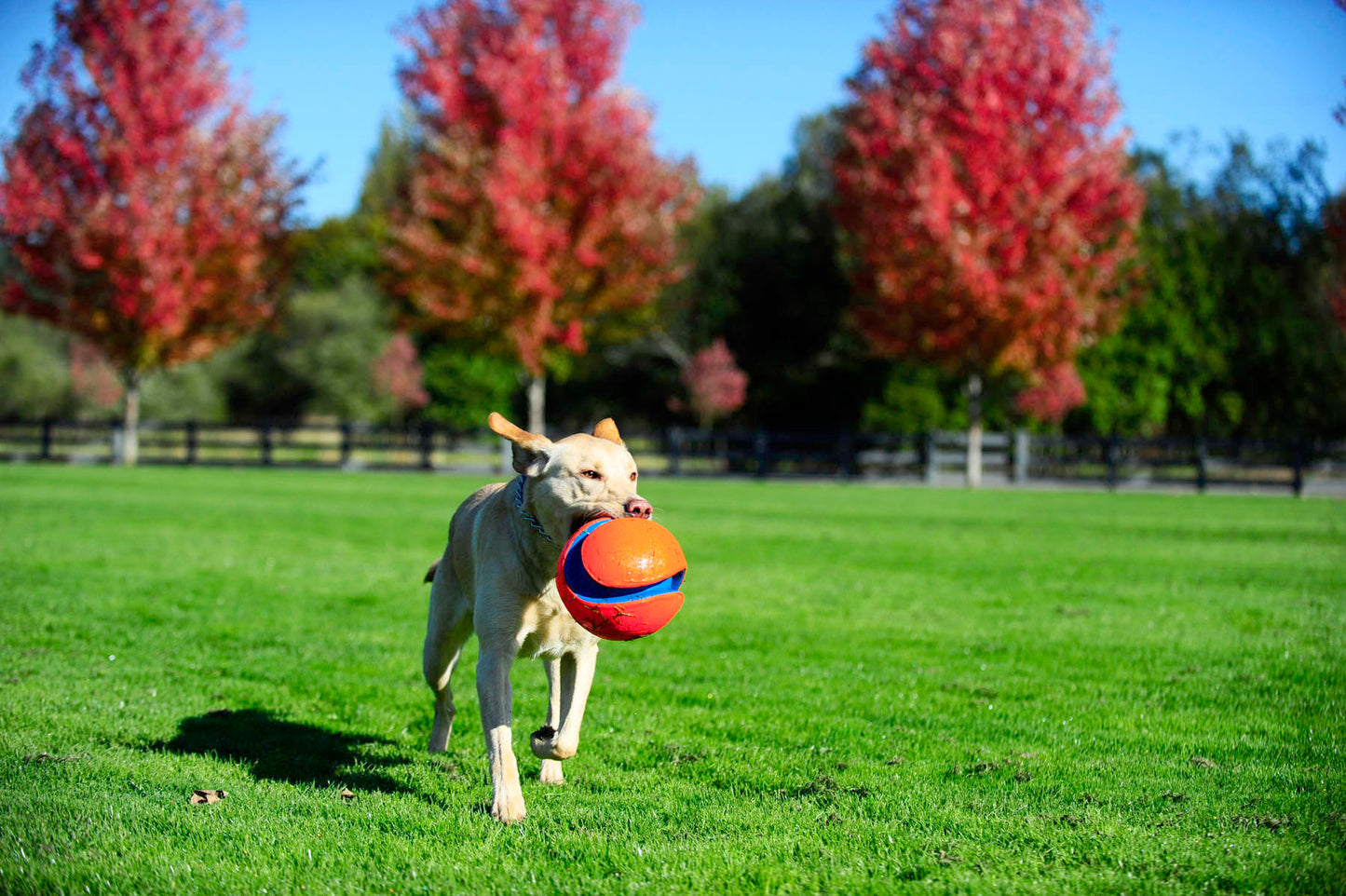 Chuckit! Kick Fetch Dog L product photo