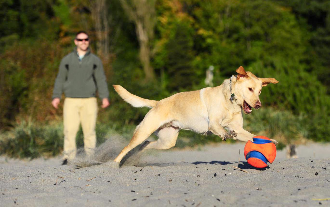 Chuckit! Kick Fetch Dog L product photo