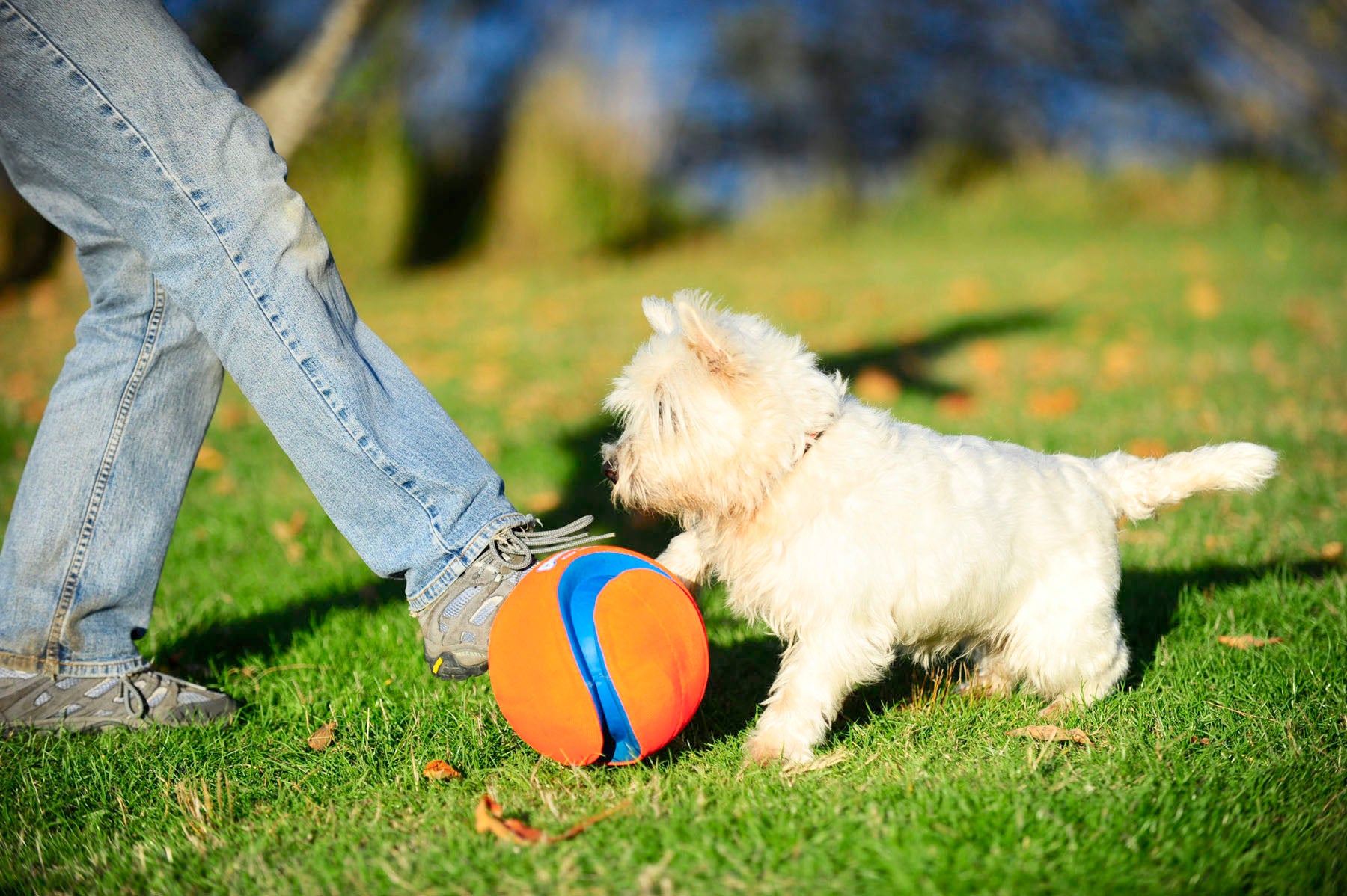Chuckit! Kick Fetch Dog L product photo