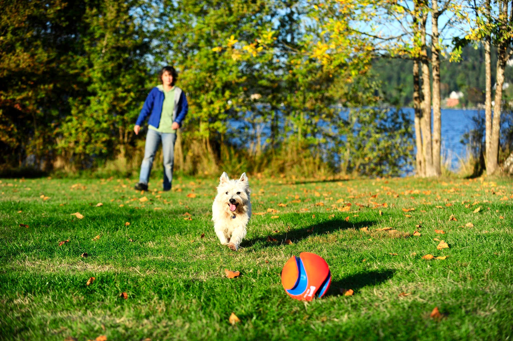 Chuckit! Kick Fetch Dog L product photo