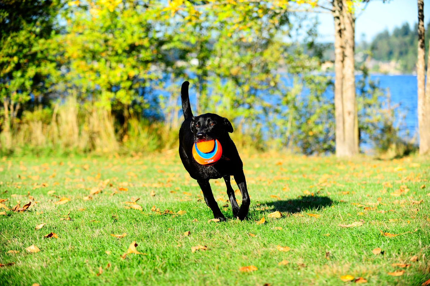 Chuckit! Kick Fetch Dog L product photo