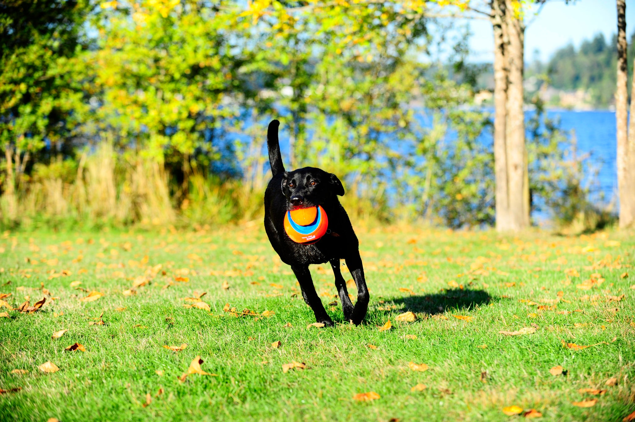 Chuckit! Kick Fetch Dog L product photo
