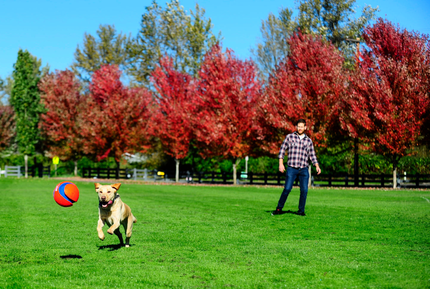 Chuckit! Kick Fetch Dog L product photo