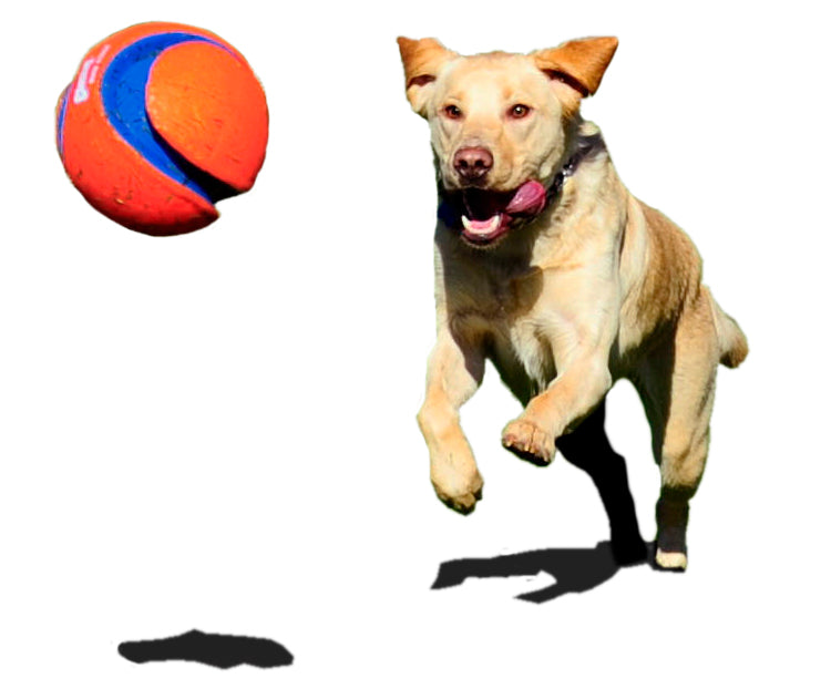 Chuckit! Kick Fetch Dog L product photo
