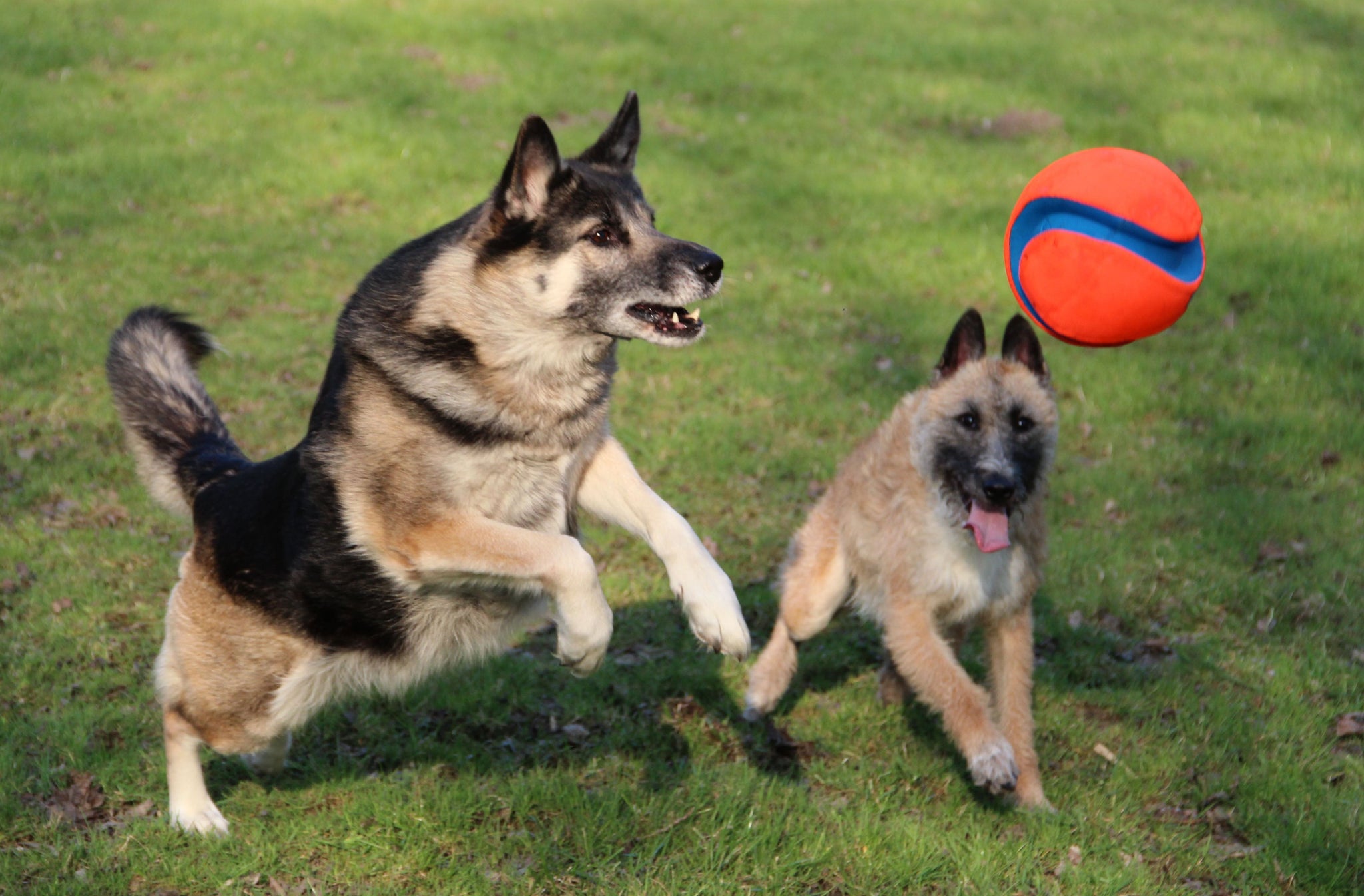 Chuckit! Kick Fetch Dog L product photo