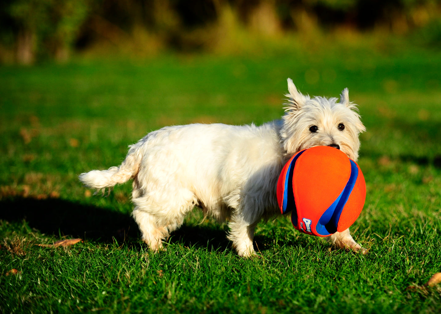 Chuckit! Kick Fetch Dog L product photo