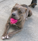 Dog Comets Rubber Ball With or Without Rope detail 6