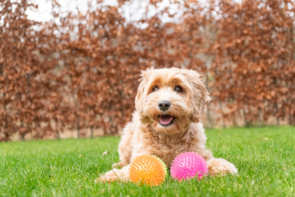 Dog Comets Exoplanet Spiky Ball S Orange product photo