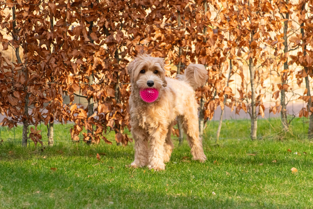 Dog Comets Exoplanet Spiky Ball S Pink product photo