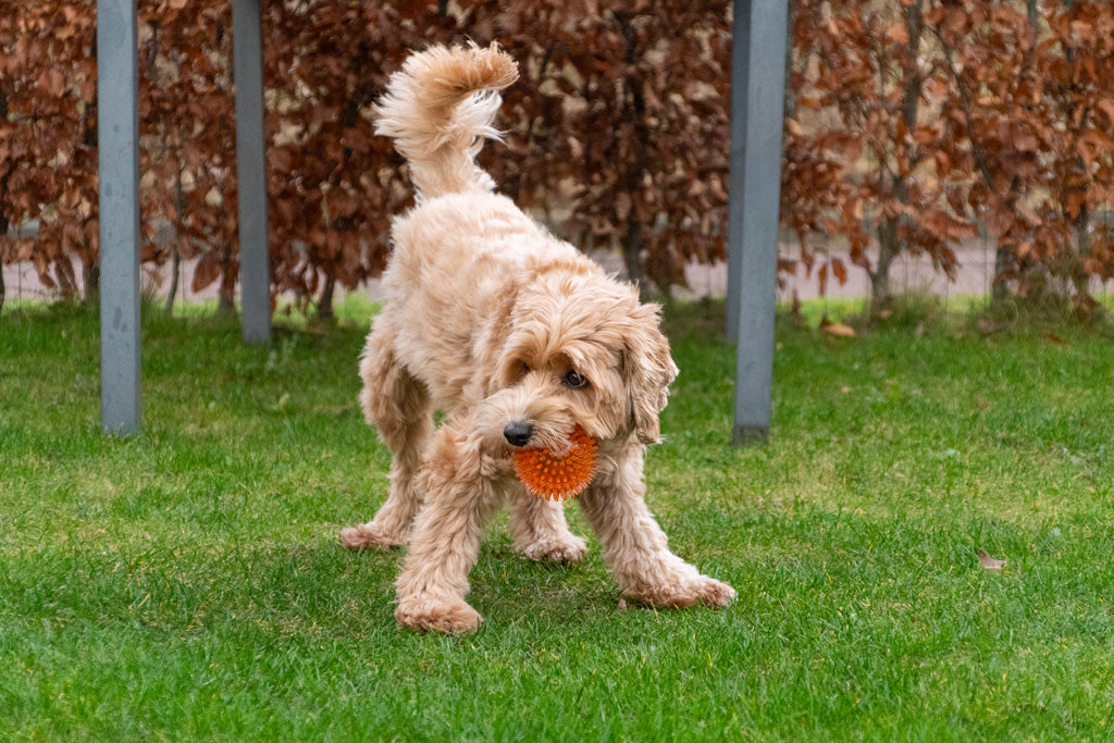 Dog Comets Exoplanet Spiky Ball S Green - dog toy