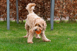 Dog Comets Exoplanet Spiky Ball S Green - dog toy
