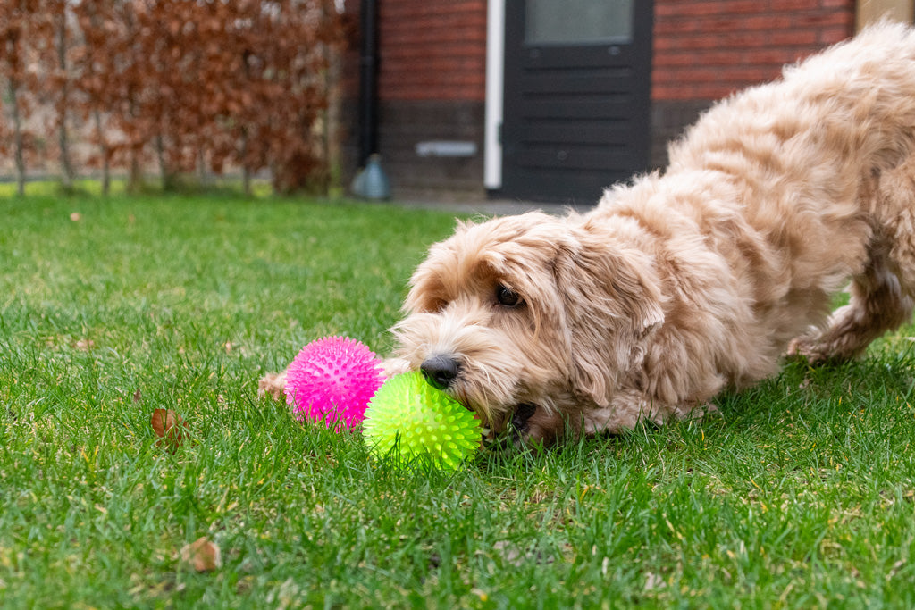 Dog Comets Exoplanet Spiky Ball S Green product photo