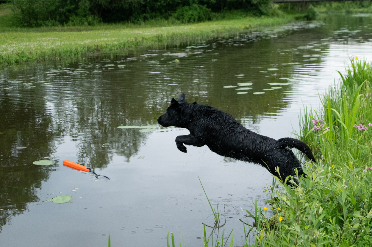 Dog Comets Orion Orange product photo
