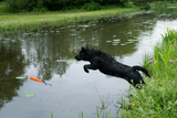 Dog Comets Orion Orange product photo