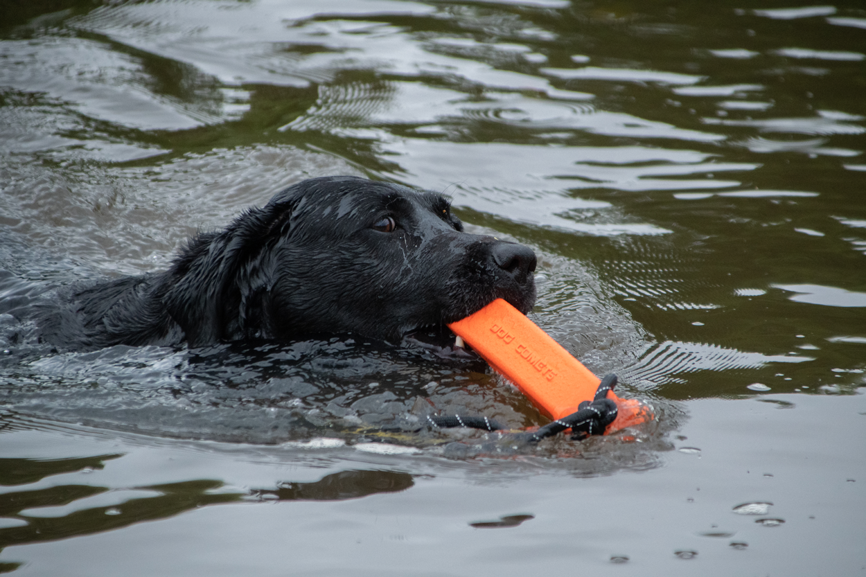 Dog Comets Orion Orange product photo