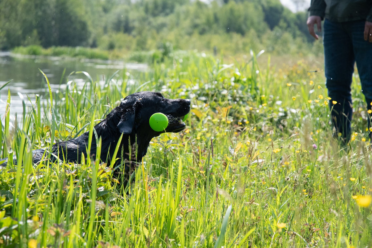 Dog Comets Meteor Throwing stick — Color: Green, Size: L