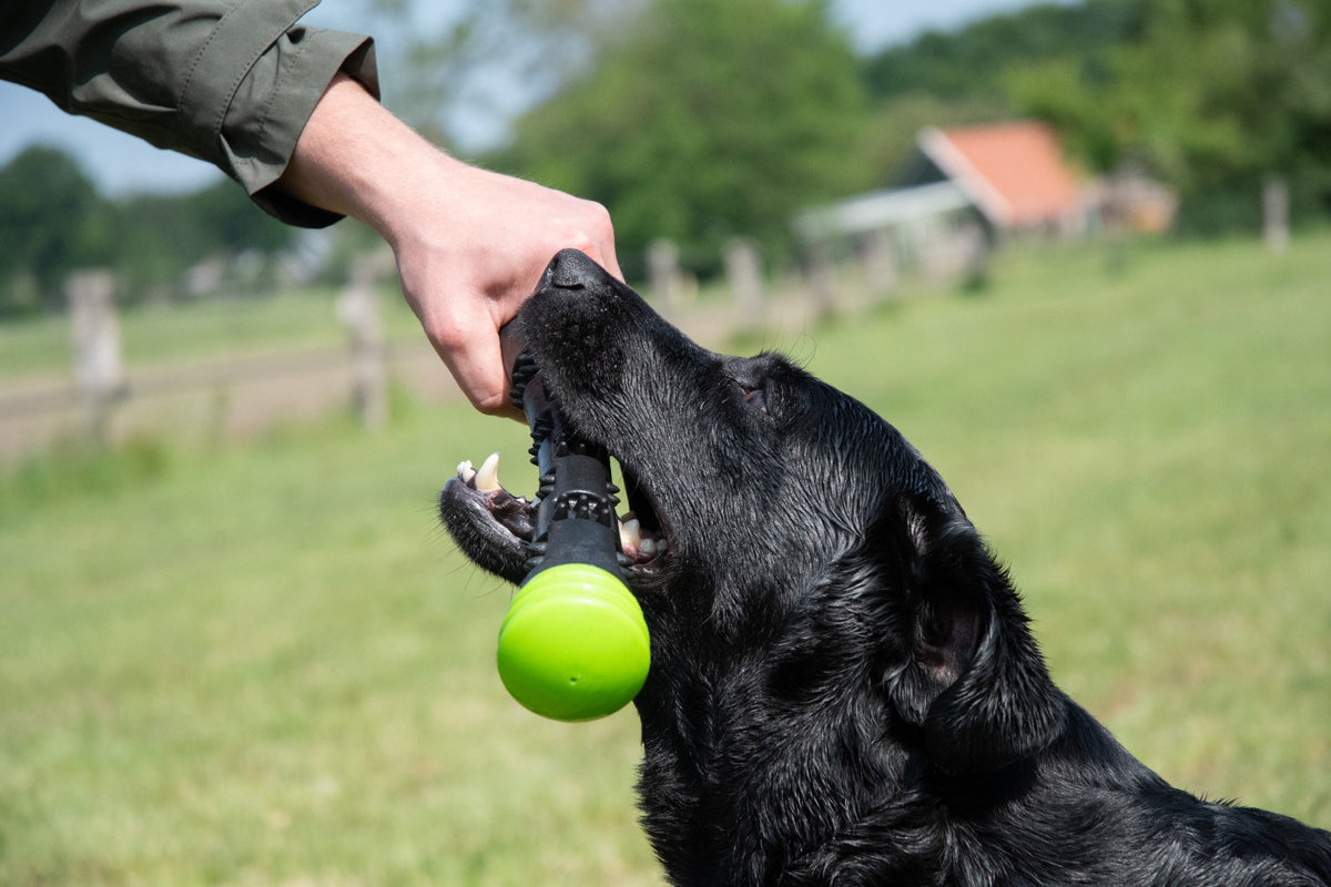 Dog Comets Meteor Throwing stick — Size: L