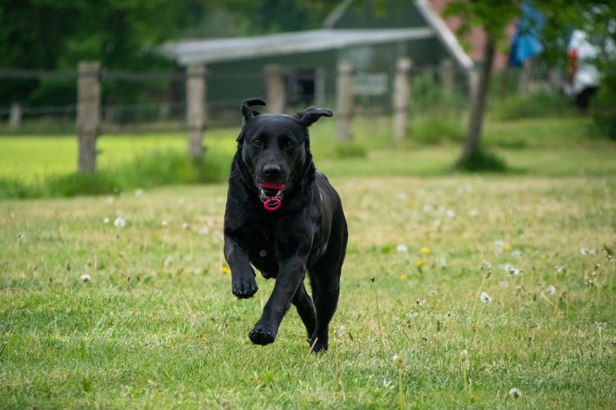 Dog Comets Blazar Jet Orange product photo