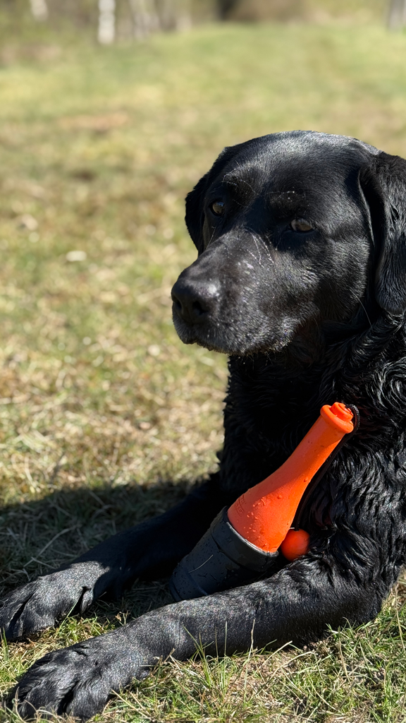 Dog Comets Bobber Green product photo