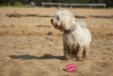 Dog Comets Neutron Star Tennis Ball With Squeaker M Pink - gallery image 2