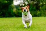 Dog Comets Neutron Star Tennis Ball With Squeaker M Green - dog toy