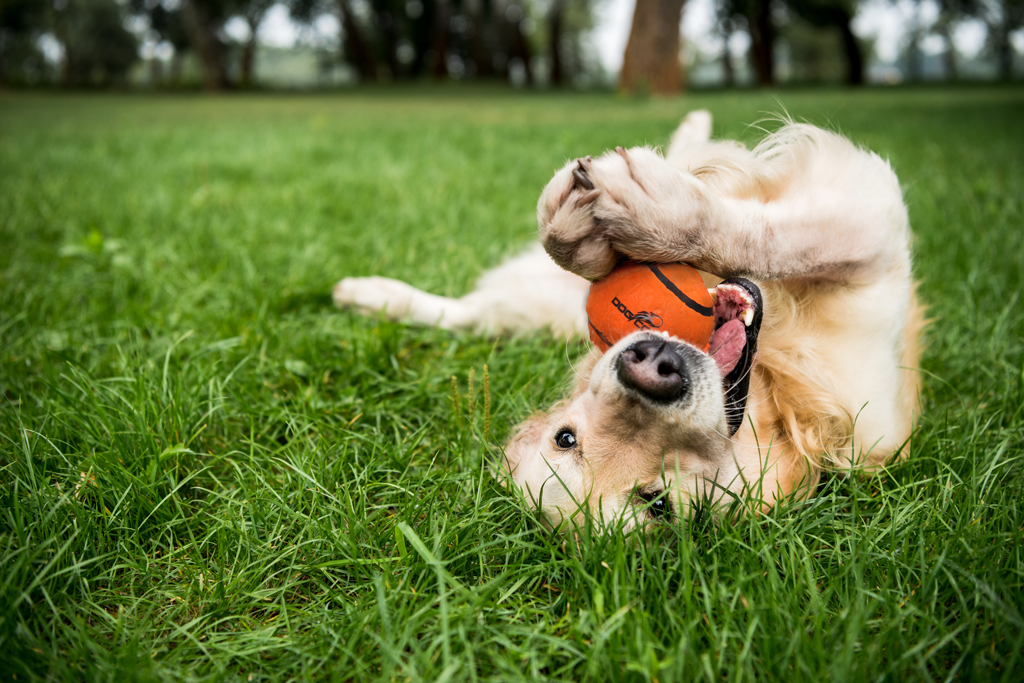 Dog Comets Neutron Star Tennis Ball With Squeaker M Orange - gallery image 2