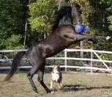 Jolly Ball Dual Blue product photo