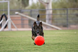 Jolly Soccer Ball