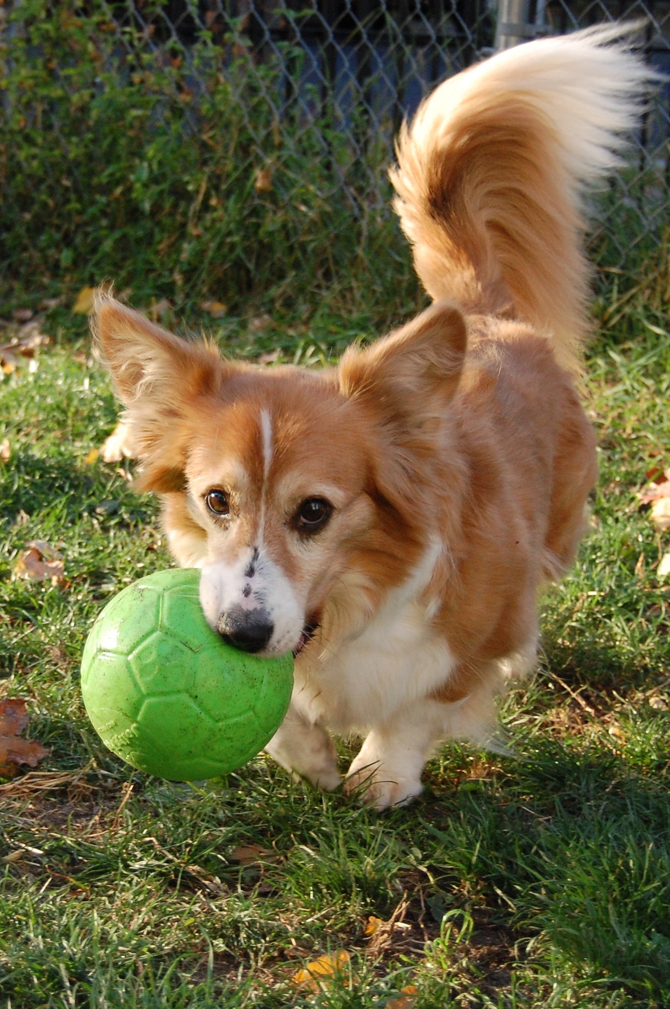 Jolly Soccer Ball