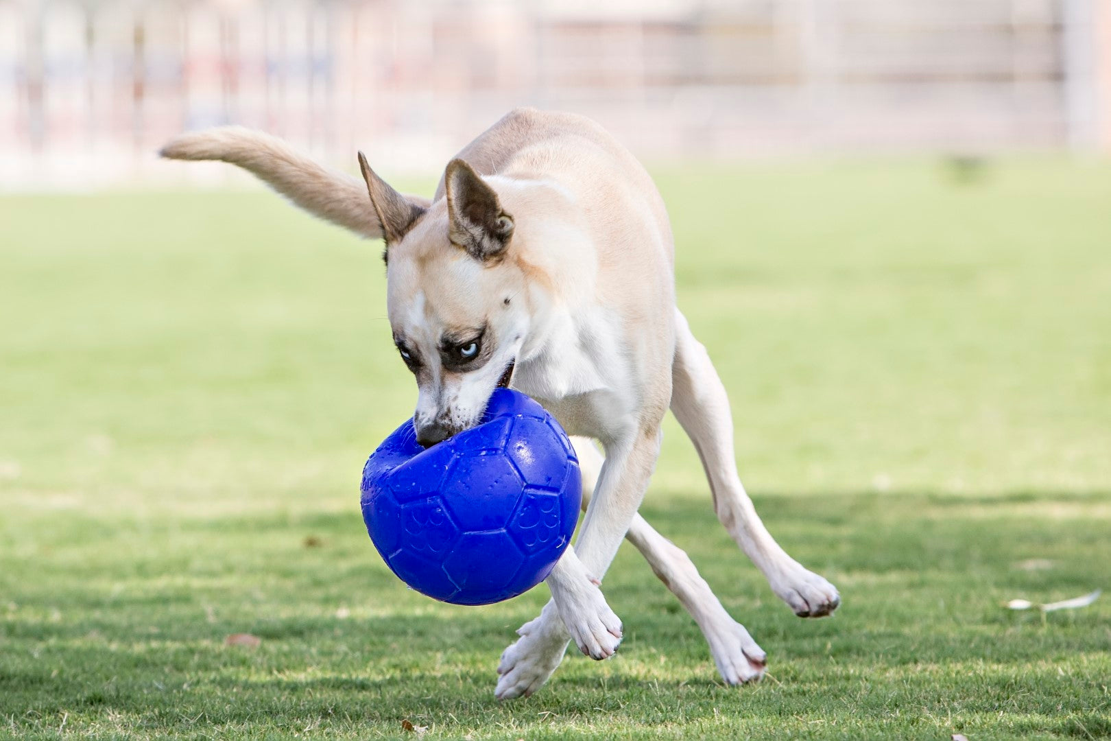 Jolly Soccer Ball
