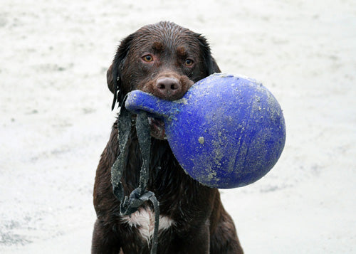 Jolly Tug-n-Toss