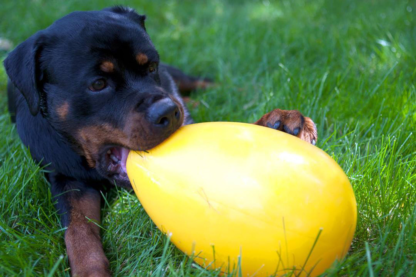 Jolly Egg Purple S (20 cm) dog ball toy