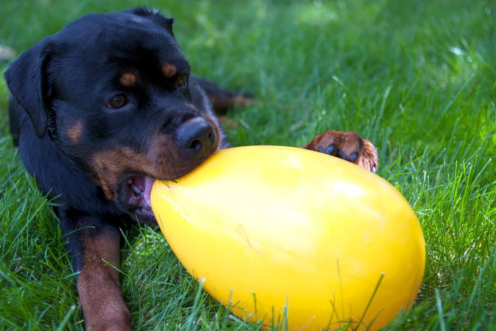 Jolly Egg Purple S (20 cm) dog ball toy