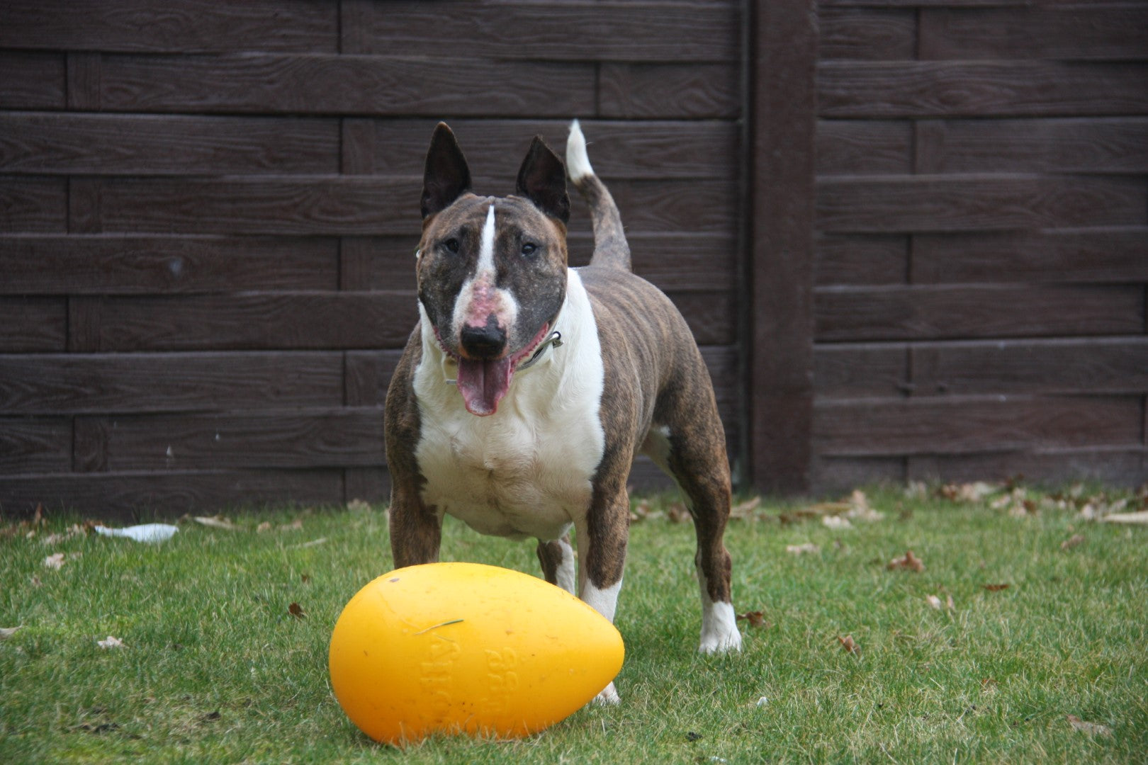 Jolly Egg Yellow S (20 cm) variant group photo