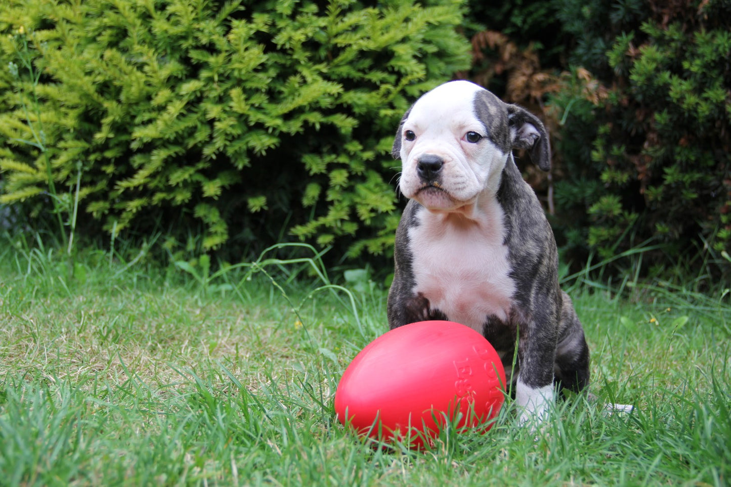 Jolly Egg Red L (30 cm) gallery image 6