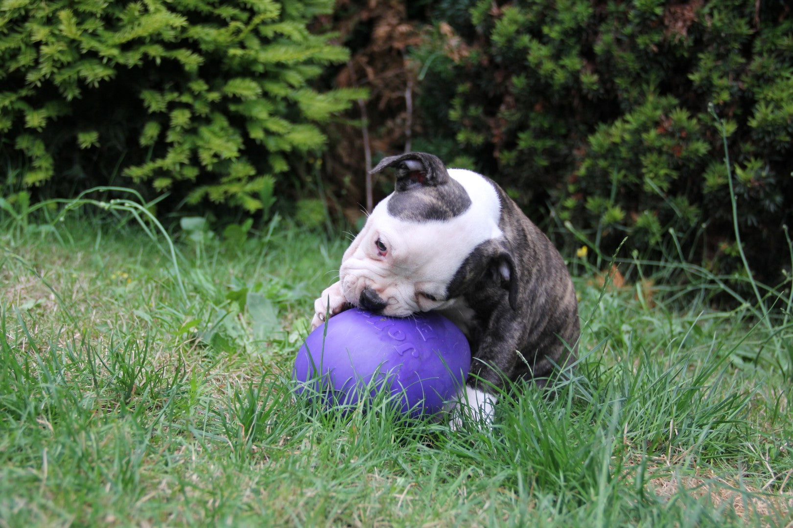 Jolly Egg Purple S (20 cm) gallery image 3