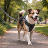 Medium sized dog walking with dark grey 120 cm leash