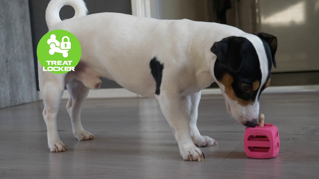 Dog Comets Pollux Orange gallery image 3