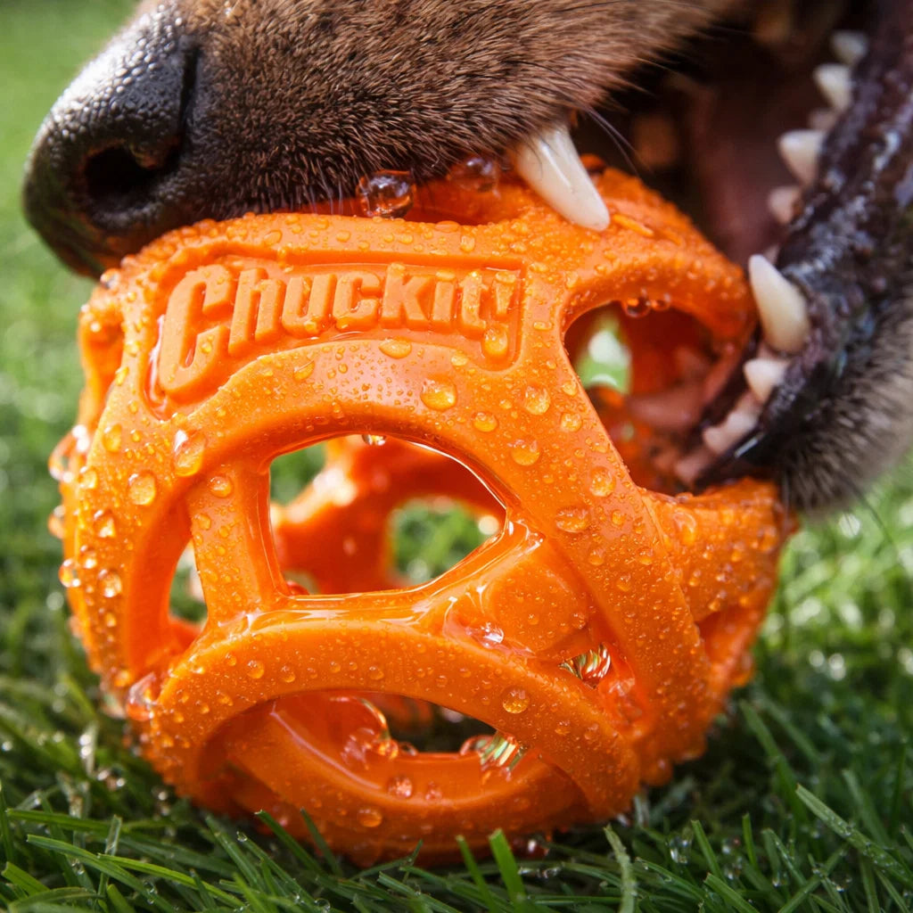Close-up of a dog biting an orange breathable fetch ball with water droplets