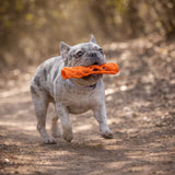 French bulldog carrying an orange breathable fetch stick on a forest trail