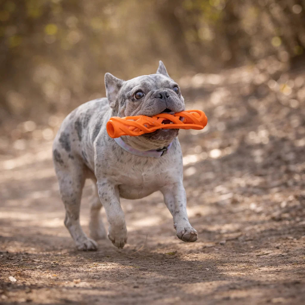 French bulldog carrying an orange breathable fetch stick on a forest trail