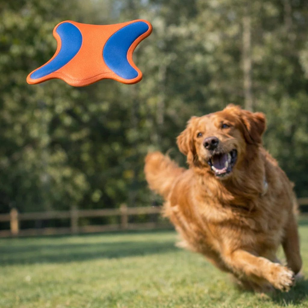 Golden retriever chasing Chuckit Ultra Flying Squirrel during outdoor fetch play
