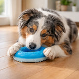 Dog chewing blue cooling ice ring toy indoors