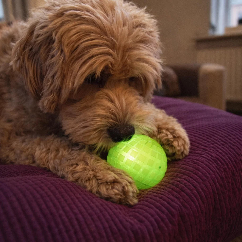 Small dog chewing a green glow rubber ball on a sofa