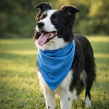 Border Collie wearing blue cooling bandana outdoors